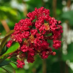 Lagerstroemia Indica Rouge Nain - Lilas Des Indes