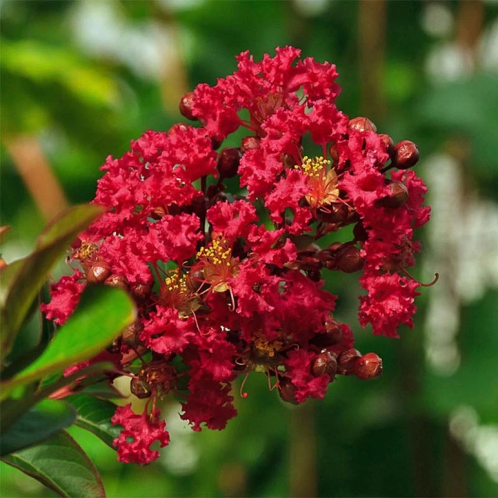 Lagerstroemia Indica Rouge Nain - Lilas Des Indes 1 Lagerstroemia Indica Rouge Nain - Lilas Des Indes