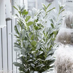 Laurier Cerise - Prunus Laurocerasus Elly
