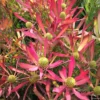 Leucadendron Cheeky