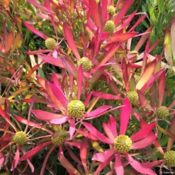 Leucadendron Cheeky