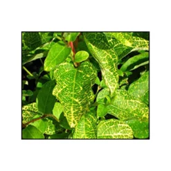 Chèvrefeuille - Lonicera Japonica Aureoreticulata