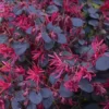 Loropetalum Chinense Black Pearl