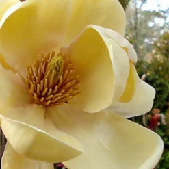 Magnolia Honey Tulip