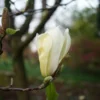 Magnolia Yellow Lantern