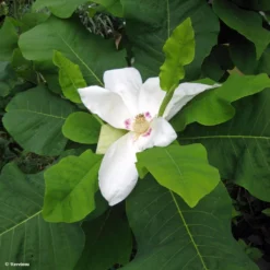 Magnolia Macrophylla Subsp. Ashei - Magnolia à Grandes Feuilles