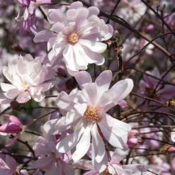 Magnolia Stellata Rosea - Magnolia étoilé
