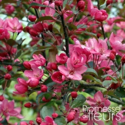 Pommier D'ornement - Malus Liset