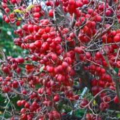 Pommier D'ornement - Malus Red Sentinel