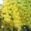 Mimosa - Acacia Howittii Clair De Lune