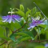 Passiflora Incarnata - Passiflore Officinale