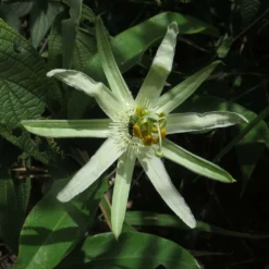 Passiflora Mucronata - Fleur De La Passion