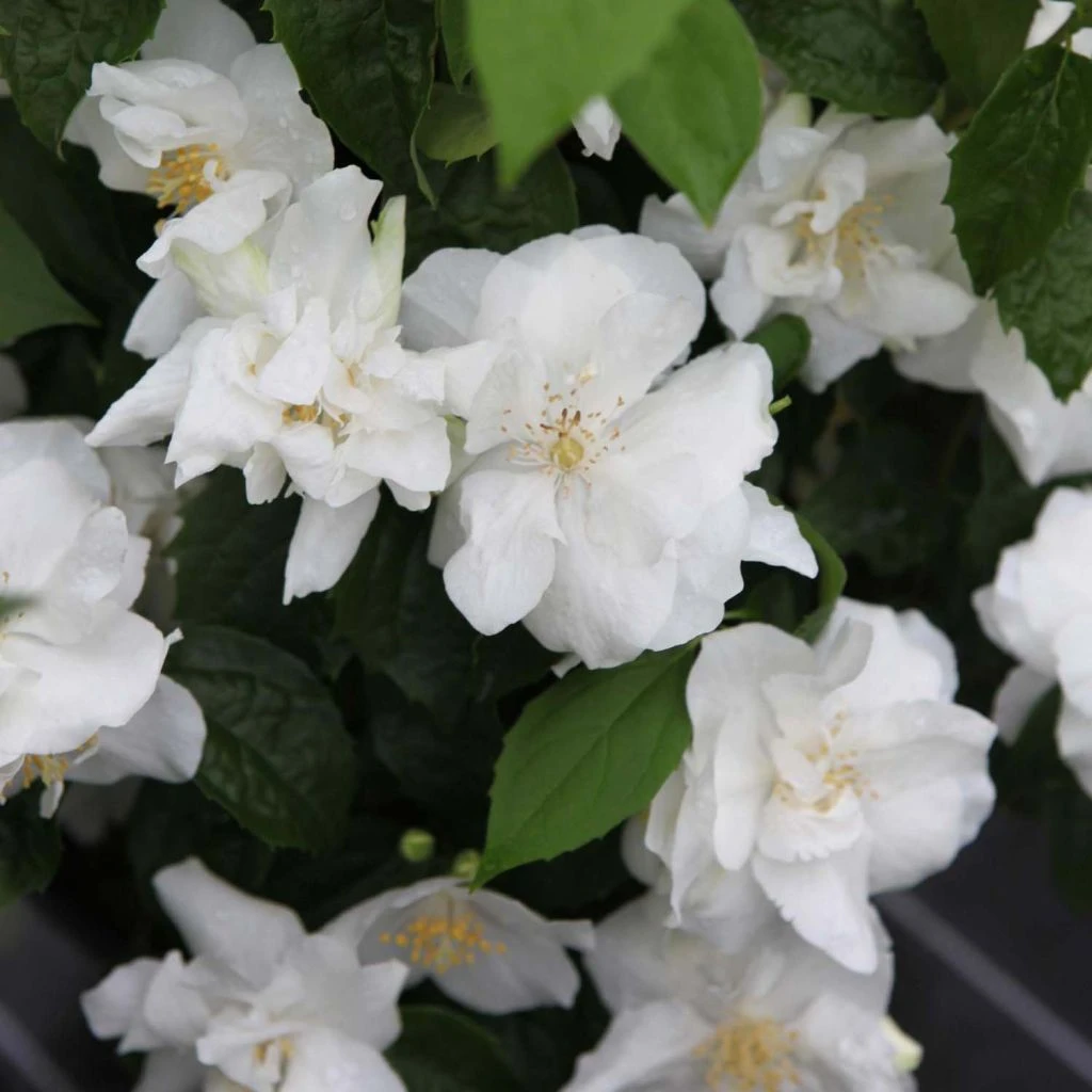 Seringat Blanc - Philadelphus Natchez 1 Seringat Blanc - Philadelphus Natchez