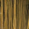 Phyllostachys Aureosulcata Spectabilis - Bambou Moyen