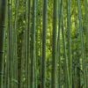 Phyllostachys Vivax MacClure (type) - Bambou Géant