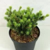 Epinette Blanche - Picea Glauca Cy's Wonder