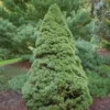 Epinette Blanche - Picea Glauca Rainbow's End