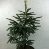 Epinette Noire - Picea Mariana Aurea