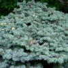 Epicea Bleu - Picea Pungens Glauca Globosa