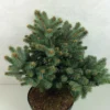 Epicea Bleu - Picea Pungens Thuem