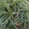 Pin De Weymouth Nain - Pinus Strobus Green Twist