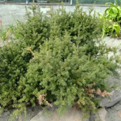 Podocarpus Des Neiges - Podocarpus Nivalis