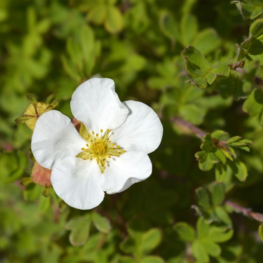 Potentille Arbustive - Potentilla Fruticosa Bella Bianca 1 Potentille Arbustive - Potentilla Fruticosa Bella Bianca