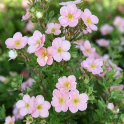 Potentille Arbustive - Potentilla Fruticosa Pink Beauty