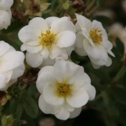 Potentilla Fruticosa Creme Brulée- Potentille Arbustive