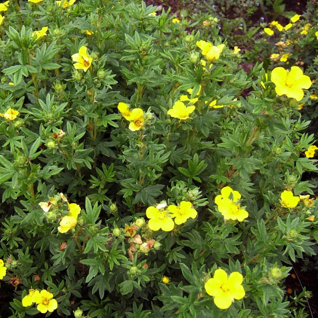 Potentille Arbustive Kobold 1 Potentille Arbustive Kobold