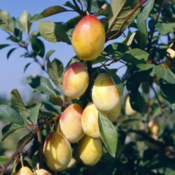 Prunier Thames Cross - Georges Delbard