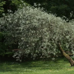 Pyrus Salicifolia Pendula - Poirier D'ornement Pleureur