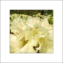 Rhododendron Inkarho Bellini