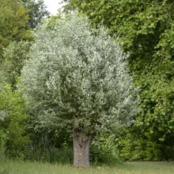 Salix Alba Liempde - Saule Blanc, Argenté