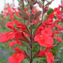 Sauge Arbustive Flammenn ® - Salvia Jamensis