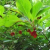 Schisandra Chinensis - Baie Aux 5 Saveurs