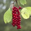 Schisandra Chinensis Sadova N°1 - Baie Aux 5 Saveurs Autofertile