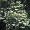 Schizophragma Fauriei