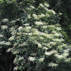 Schizophragma Fauriei