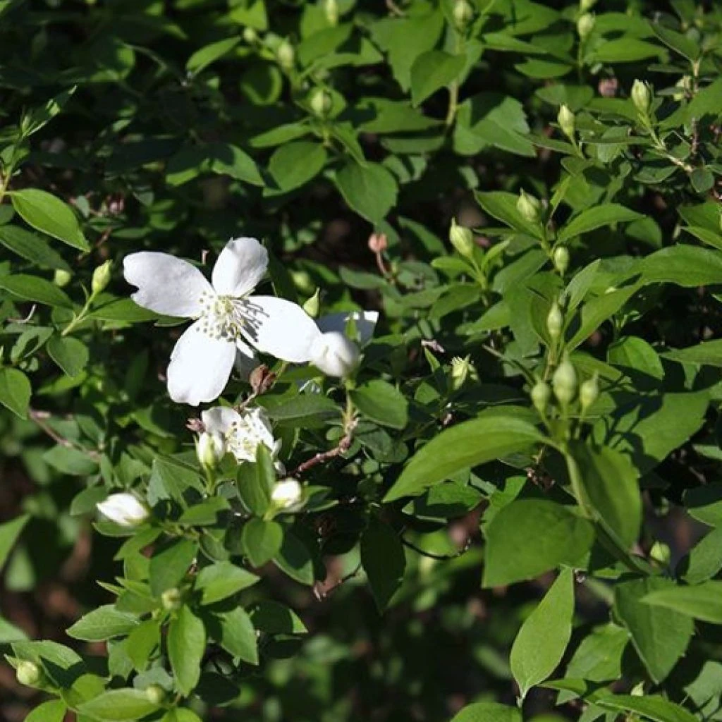 Seringat - Philadelphus Silberregen 1 Seringat - Philadelphus Silberregen