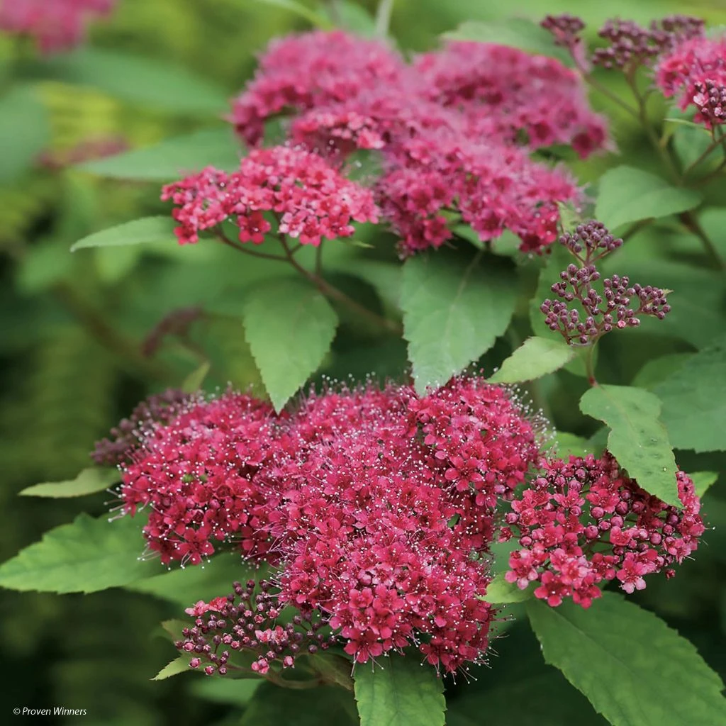 Spirée Japonaise Double Play Red - Spiraea Japonica 1 Spirée Japonaise Double Play Red - Spiraea Japonica