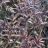 Staphylea Colchica Black Beauty - Faux Pistachier