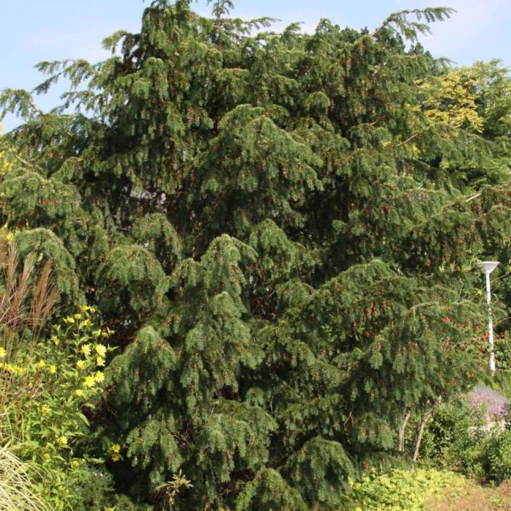 Taxus Baccata Dovastoniana - If Commun 1 Taxus Baccata Dovastoniana - If Commun