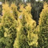 Thuya Du Canada - Thuja Occidentalis Jantar