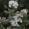 Viburnum Carlesii - Viorne De Carle