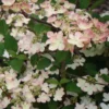 Viorne De Chine - Viburnum Plicatum Kilimanjaro Sunrise