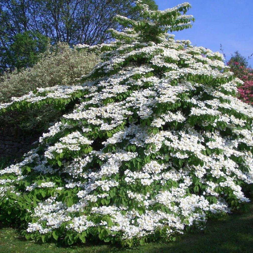Viorne De Chine - Viburnum Plicatum Tomentosum 1 Viorne De Chine - Viburnum Plicatum Tomentosum