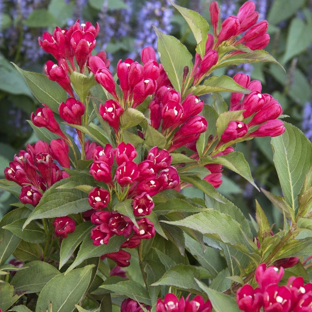 Weigela All Summer Red 1 Weigela All Summer Red