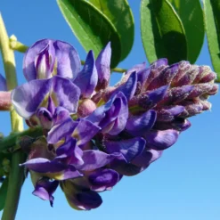 Glycine - Wisteria Frutescens Longwood Purple