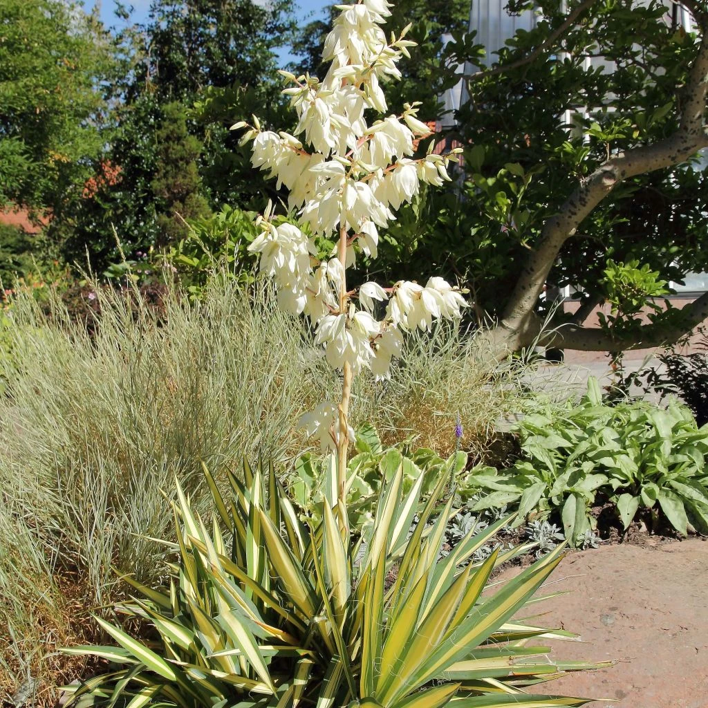 Yucca Filamentosa Colour Guard - Yucca Filamenteux Panaché 1 Yucca Filamentosa Colour Guard - Yucca Filamenteux Panaché